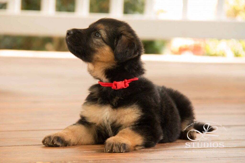 German shepherd