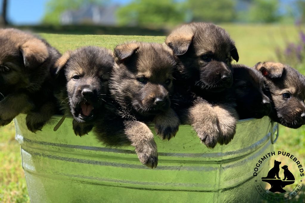 German Shepherd Puppies SC