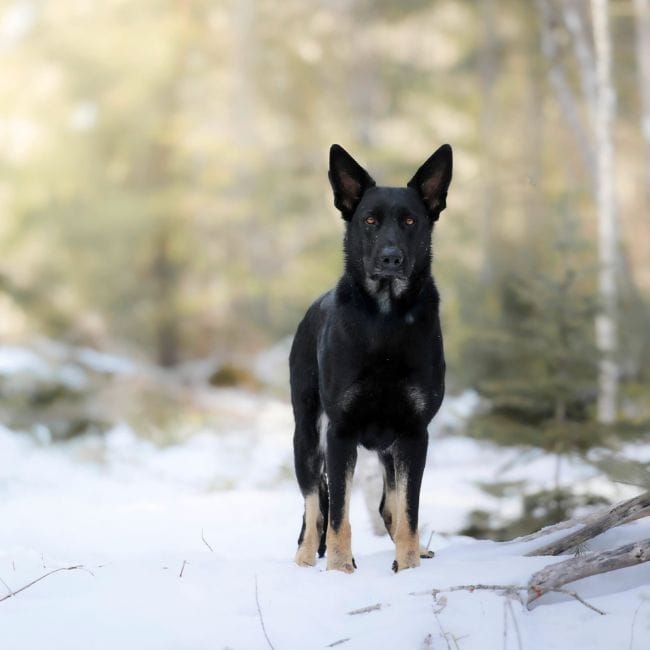 German-Shepherd-puppies-for-sale-sc copy
