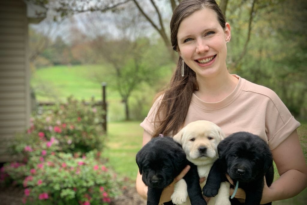 lab puppies for sale
