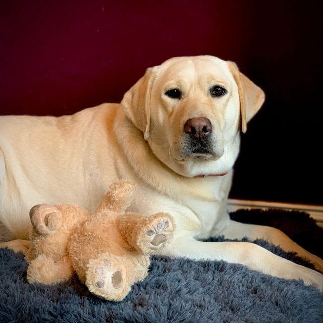 Female Yellow Lab puppies