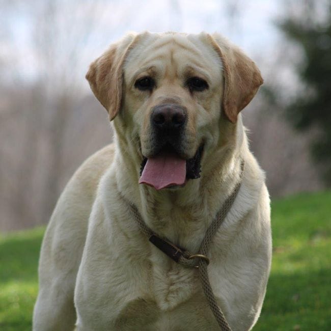 male yellow lab puppies