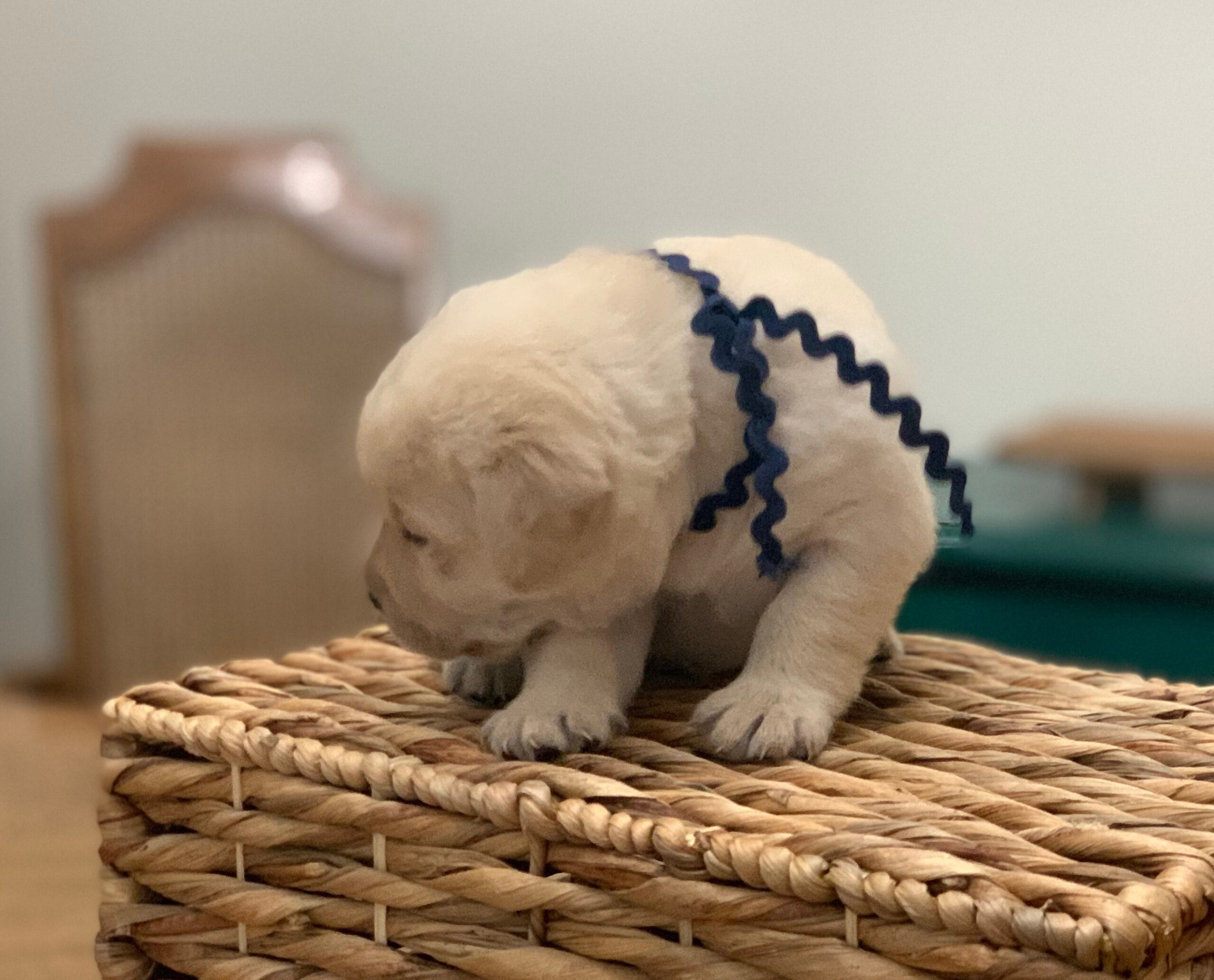 lab puppy for sale sc