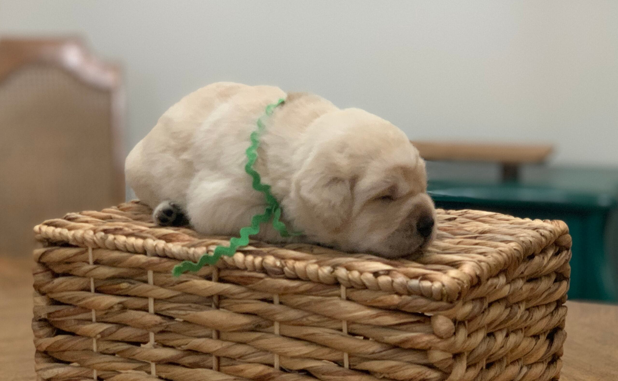 lab puppy for sale