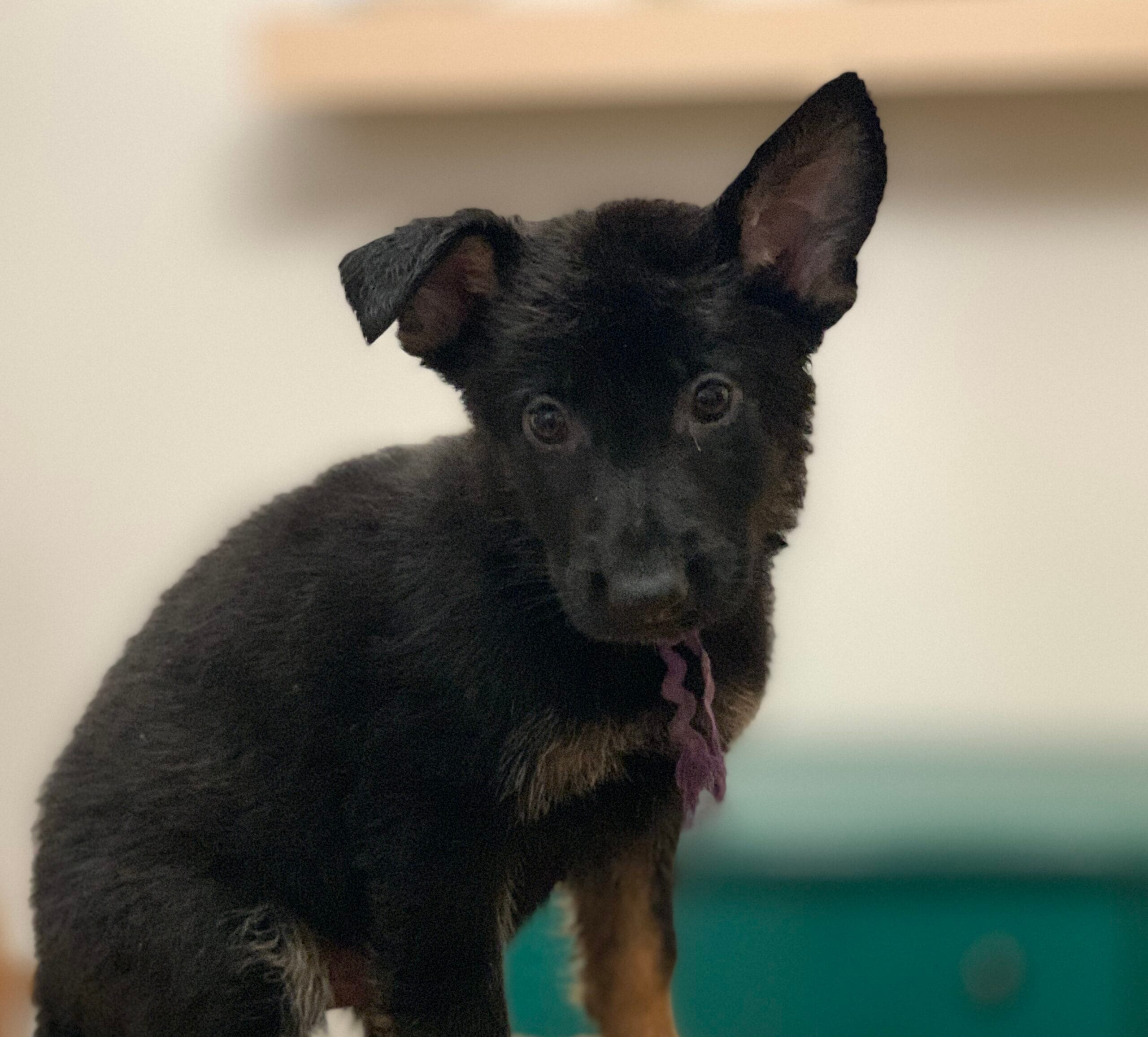 German shepherd puppy for sale